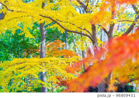 嵐山渓谷の紅葉 96809431