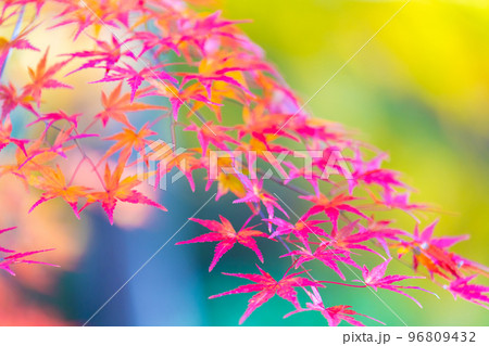 嵐山渓谷の紅葉 96809432