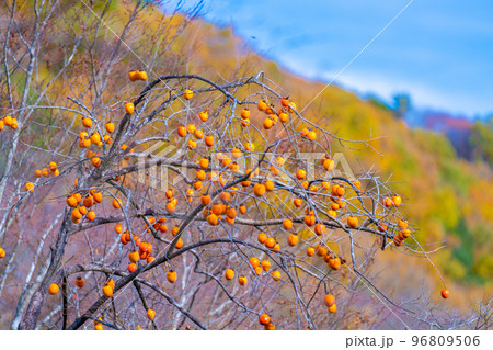 嵐山渓谷の紅葉 嵐山渓谷の紅葉 96809506