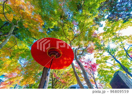 栃木太平山の秋 栃木太平山の秋 96809559
