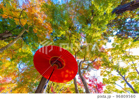 栃木太平山の秋 96809560