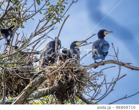 木の上の川鵜の巣 96809710