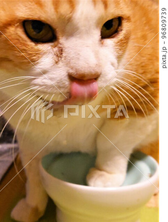 鼻舐めしながらご飯を催促するネコ 96809739