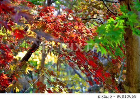 神代植物公園の赤や黄色に染まった紅葉の風景 96810669