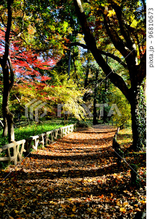 神代植物公園の赤や黄色に染まった紅葉の風景 96810673