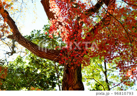 神代植物公園の赤や黄色に染まった紅葉の風景 96810793