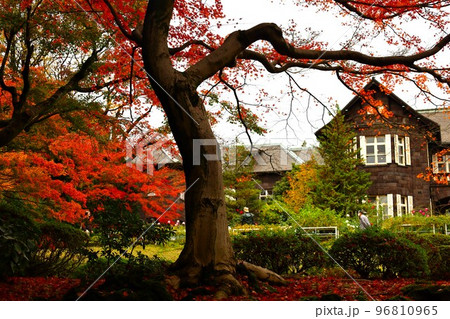 旧古河庭園の洋館とモミジの紅葉の秋の風景 96810965