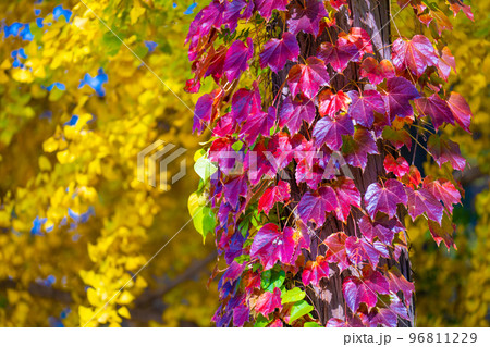 高津戸峡の紅葉 96811229