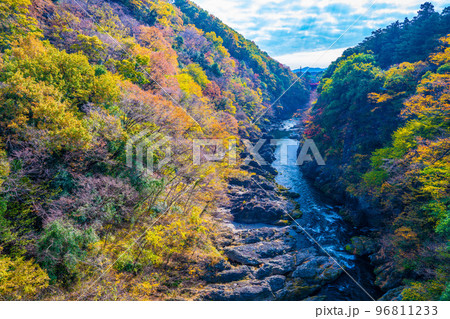 高津戸峡の紅葉 96811233