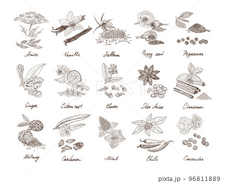 Hand Drawn Natural Spices Set 96811889