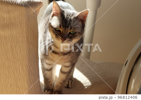 寂しげな顔の猫アメリカンショートヘアブルータビー 96812406