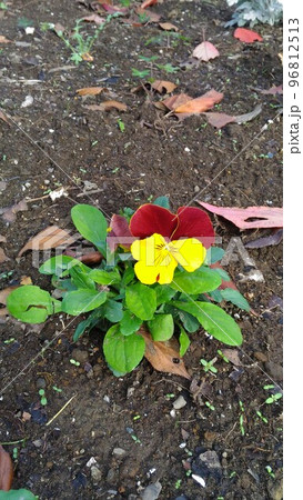 秋から冬まで楽しめる赤黄咲き分けのビオラの花 96812513