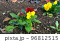 秋から冬まで楽しめる赤黄咲き分けのビオラの花 96812515