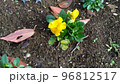 秋から冬まで楽しめる黄色のビオラの花 96812517