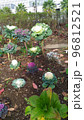 こじま花の会花畑の白色と紫色のハボタン 96812521