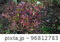 綺麗に紅葉した紫陽花の葉 96812783