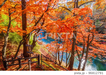 諏訪峡の秋 96812791