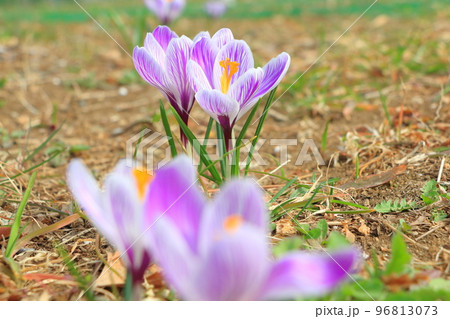 クロッカスの花 クロッカスの花 96813073