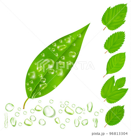 Fresh Leaves With Water Drops Set 96813304