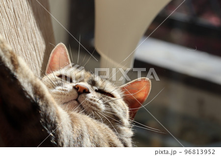 薄目で興奮気味の猫アメリカンショートヘアシルバーパッチドタビー 96813952