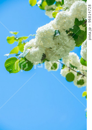 鎌倉 夏の青空に咲く清楚なオオデマリの花 96814728