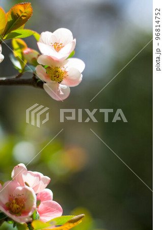 京都 3月の妙心寺・退蔵院に咲く可憐な梅の花 京都 3月の妙心寺・退蔵院に咲く可憐な梅の花 96814752