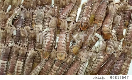 シャコ/大阪湾の美味しい魚介! シャコ/大阪湾の美味しい魚介! 96815647