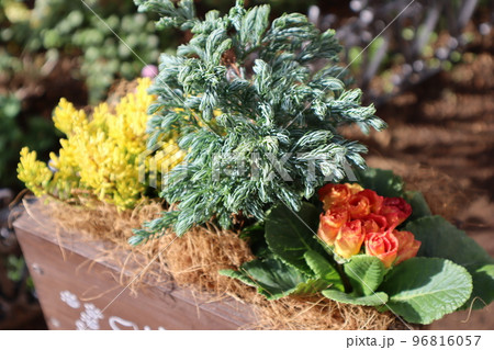 ボールバードを使った花の寄せ植え ボールバードを使った花の寄せ植え 96816057