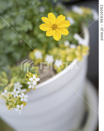 ビデンスとバコパの花 96816062