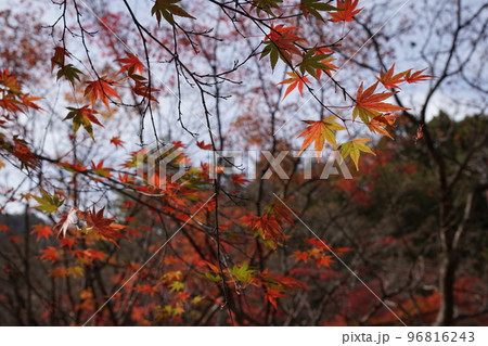 晩秋の紅葉 晩秋の紅葉 96816243