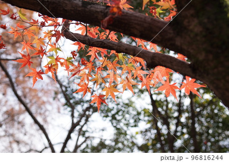 晩秋の紅葉 晩秋の紅葉 96816244