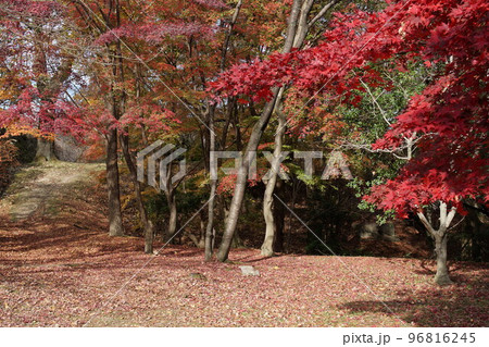 晩秋の紅葉 96816245