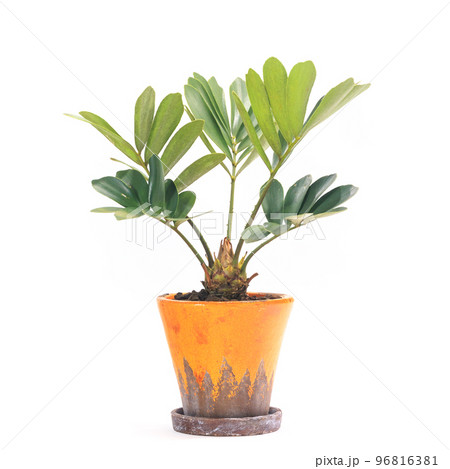 多肉植物、ザミア・プミラの鉢植え【白背景】 多肉植物、ザミア・プミラの鉢植え【白背景】 96816381