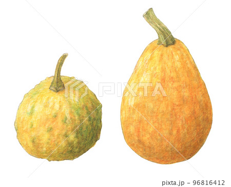 かぼちゃ(ペポカボチャ)水彩色鉛筆イラスト かぼちゃ(ペポカボチャ)水彩色鉛筆イラスト 96816412