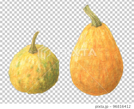 かぼちゃ(ペポカボチャ)水彩色鉛筆イラスト かぼちゃ(ペポカボチャ)水彩色鉛筆イラスト 96816412