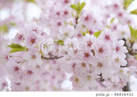 早春の河津桜 早春の河津桜 96816432