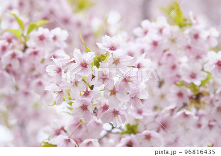 早春の河津桜 早春の河津桜 96816435