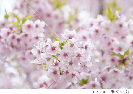 早春の河津桜 96816437