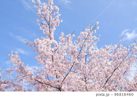 早春の河津桜 96816460