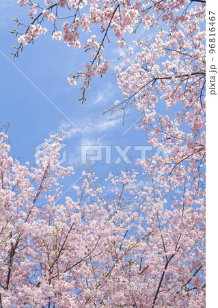 早春の河津桜 96816467