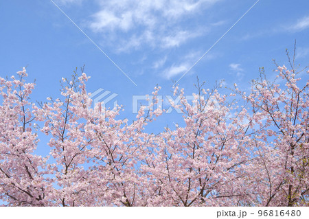 早春の河津桜 96816480