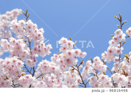 早春の河津桜 96816498