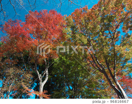 鮮やかな箱根の紅葉 鮮やかな箱根の紅葉 96816667