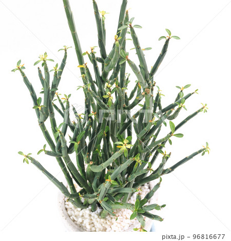 多肉植物、ユーフォルビア・フォスフォレアの葉【白背景】 96816677