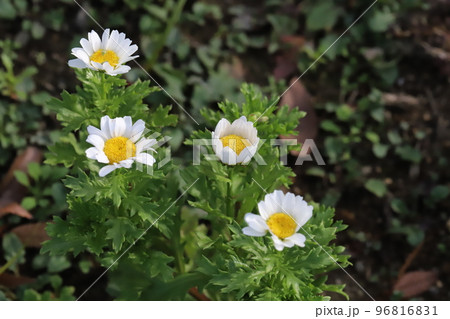 日本の秋の庭に咲く白いヒナギクの花 96816831