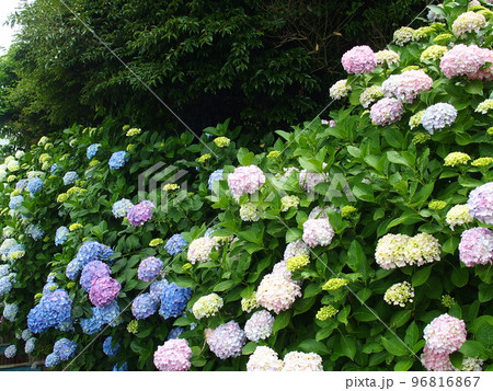 庭のフェンス越しに咲くカラフルな紫陽花 庭のフェンス越しに咲くカラフルな紫陽花 96816867