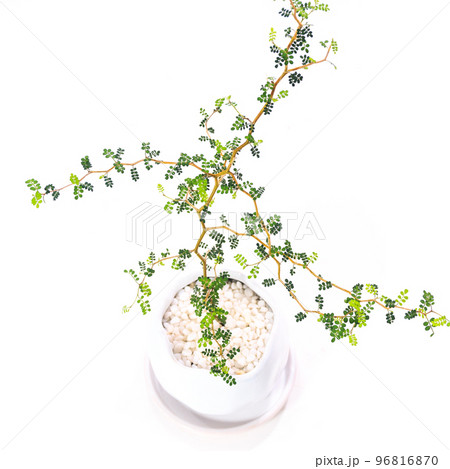 Leaves of Sophora prostrata (fairy tale tree),... - Stock Photo [96816870]  - PIXTA