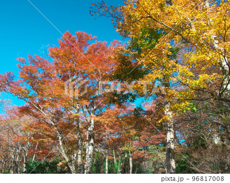 鮮やかな箱根の紅葉 鮮やかな箱根の紅葉 96817008