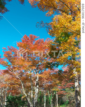 鮮やかな箱根の紅葉 鮮やかな箱根の紅葉 96817009