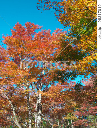 鮮やかな箱根の紅葉 96817010
